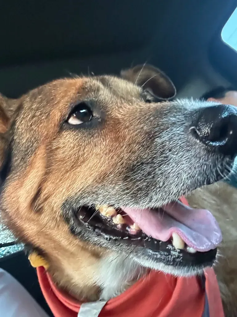 A happy dog in a red bandana